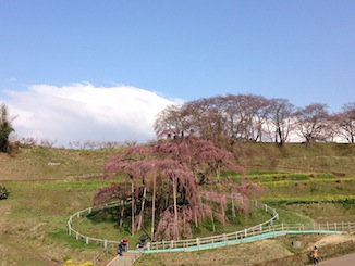 20160407-滝桜.jpeg