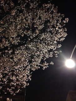 20170331-東京夜桜.JPG